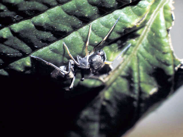 蟻蜘蛛 アリグモ の意味や使い方 Weblio辞書