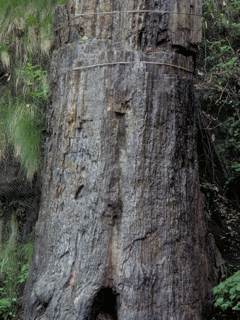 珪化木の画像