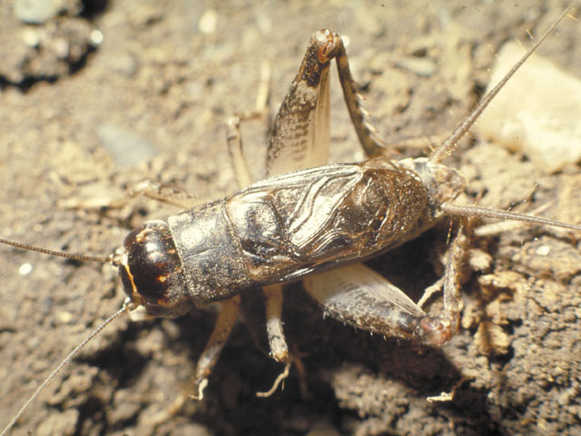 閻魔蟋蟀の画像
