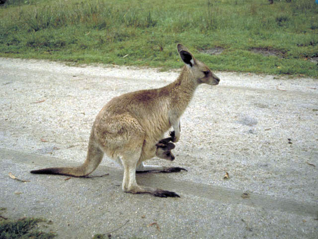 カンガルーの画像