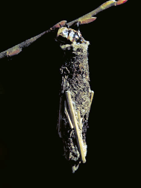 蓑虫の画像