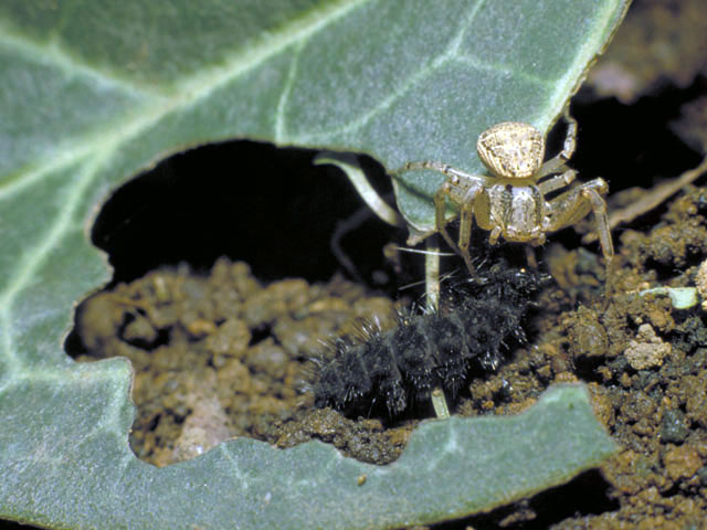 蟹蜘蛛 カニグモ はどんな動物 Weblio辞書