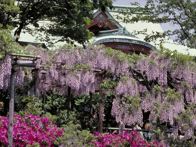 亀戸天神社の画像