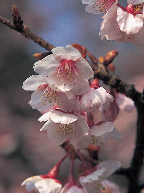 寒桜の画像