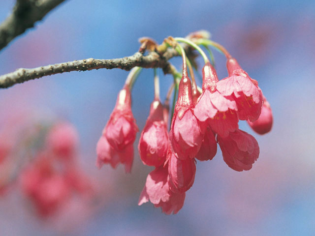 緋寒桜の画像