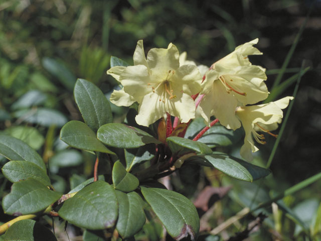 黄花石南花の画像