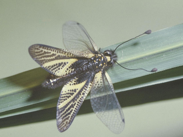 角蜻蛉の画像