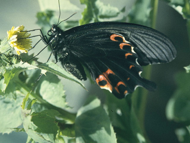 黒揚羽蝶の画像