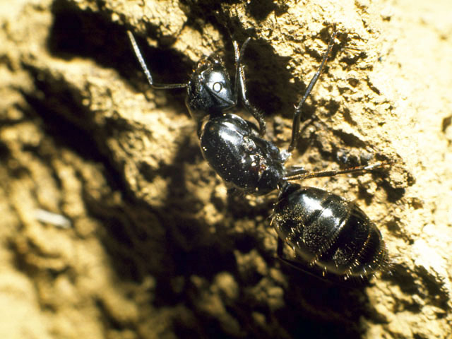 黒大蟻の画像