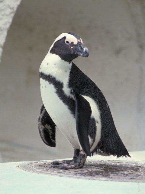 ケープペンギンとは Weblio辞書