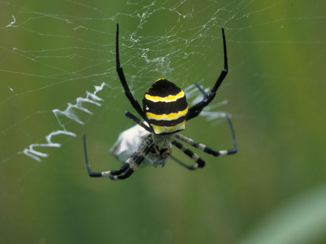 黄金蜘蛛 コガネグモ とは何 Weblio辞書