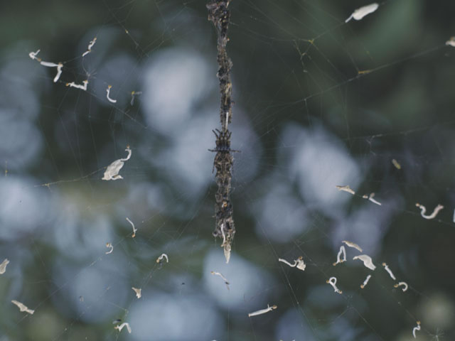 蜘蛛の画像