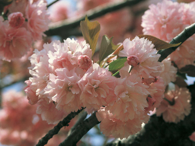 里桜 サトザクラ はどんな植物 Weblio辞書