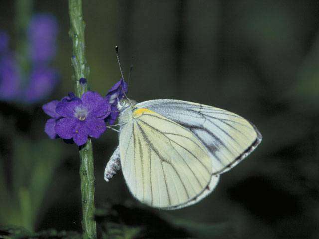 条黒白蝶の画像