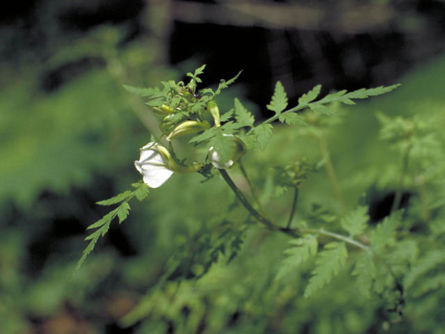 塩竈菊の画像