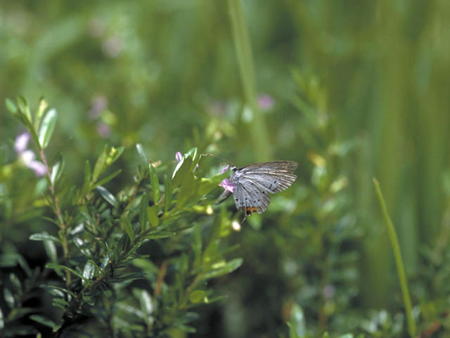 燕小灰蝶の画像