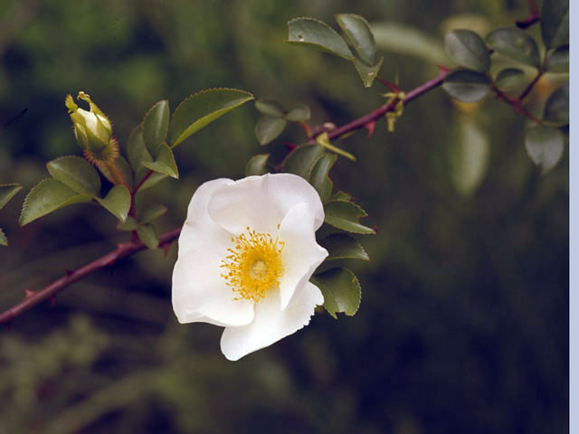 難波薔薇の画像