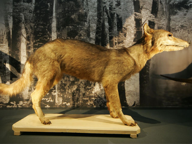 日本狼 ニホンオオカミ ｎｉｈｏｎ ｏｏｋａｍｉ はどんな動物 Weblio辞書