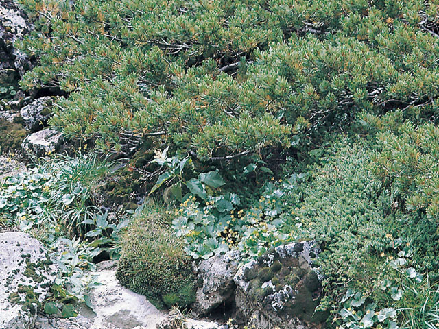 這松の画像