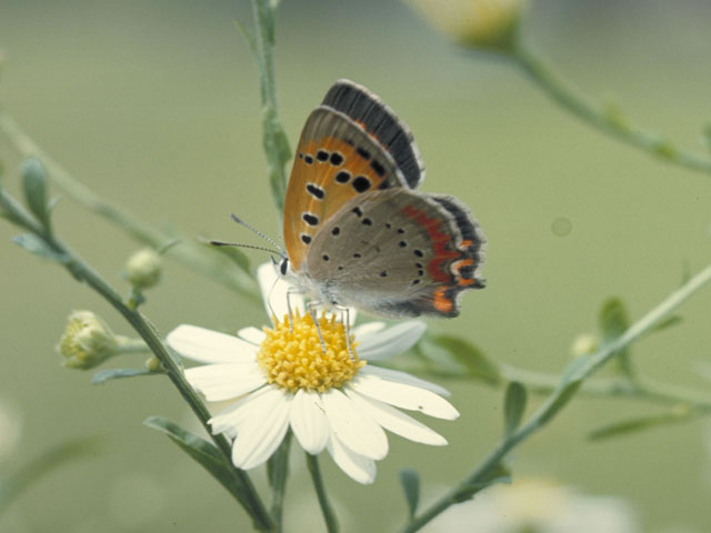 紅小灰蝶の画像