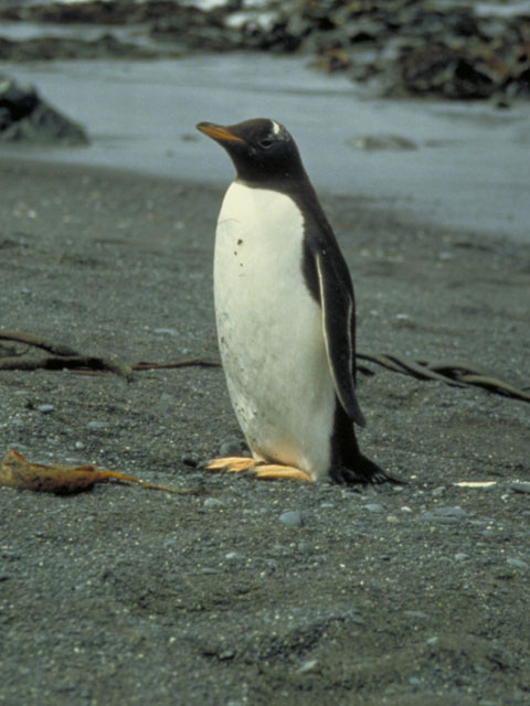 ジェンツー‐ペンギンの画像