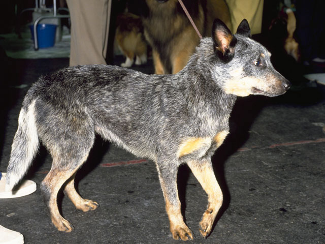 牧羊犬の画像