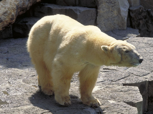北極熊の画像