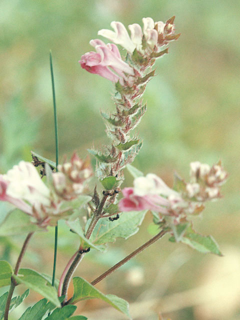 飯子菜の画像