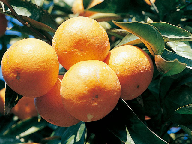 温州蜜柑の画像