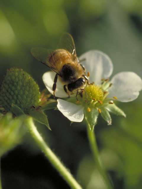 ミツバチとは何 Weblio辞書