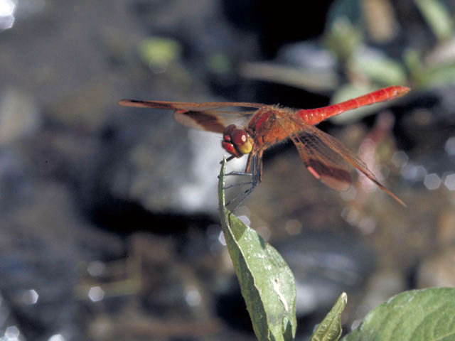 赤蜻蛉の画像
