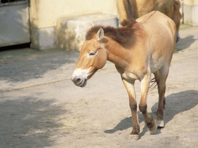 蒙古野馬の画像