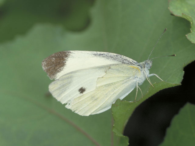 紋白蝶の画像