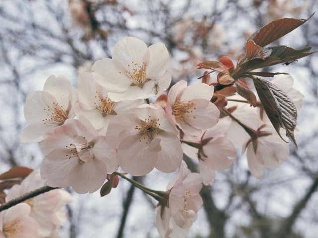 山桜の画像