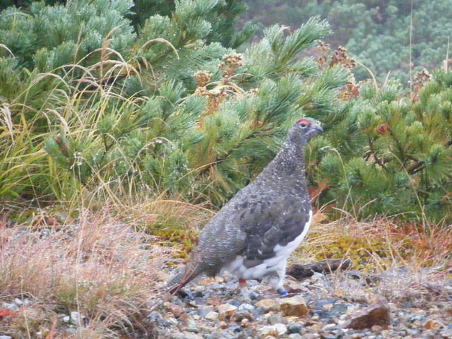 雷鳥の画像