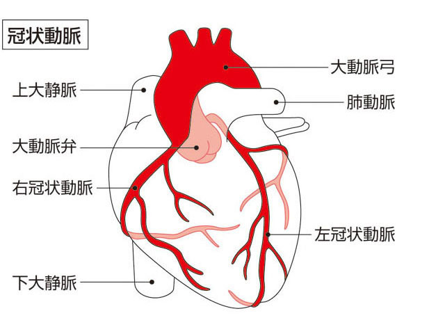 冠状動脈とは何 Weblio辞書