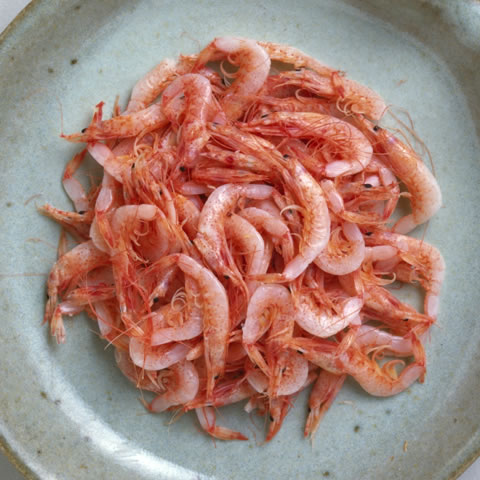 桜蝦／桜海老の画像