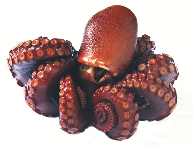 真蛸／真章魚の画像