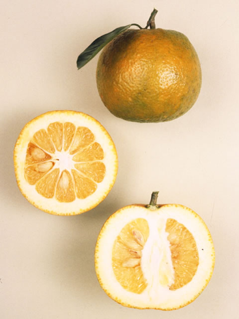 橙／臭橙／回青橙の画像