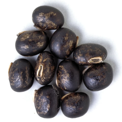 八升豆の画像