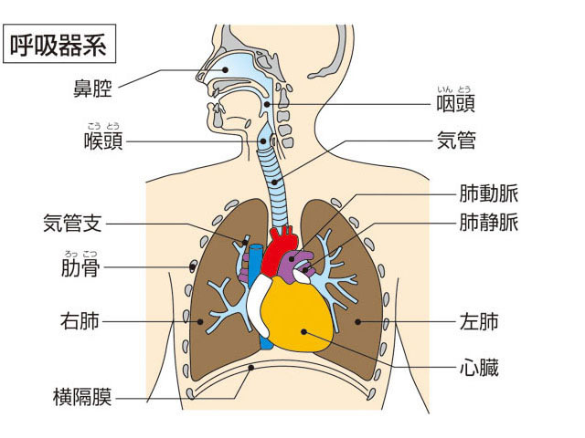 呼吸器系の画像