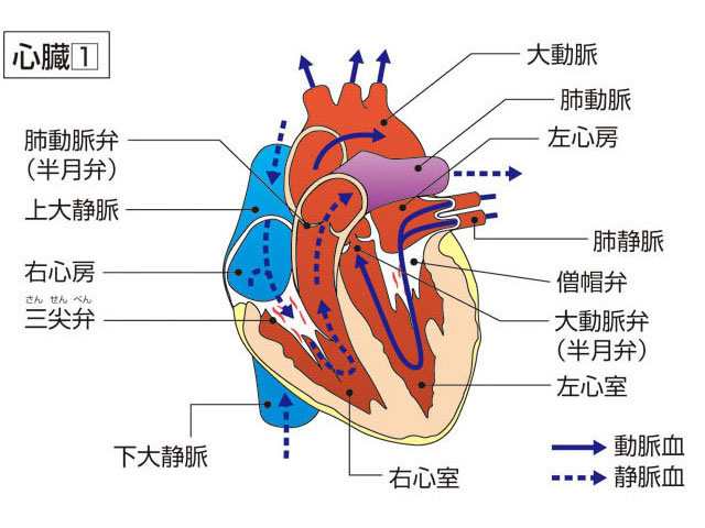 心臓の画像