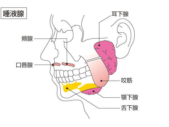 唾液腺の画像