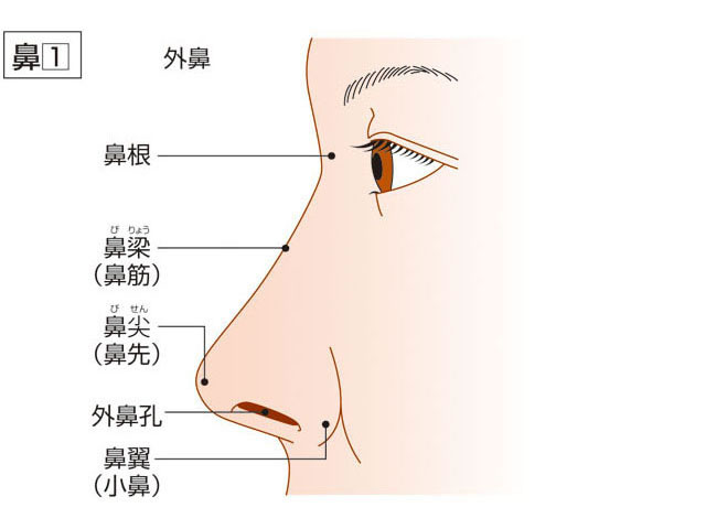 鼻の画像