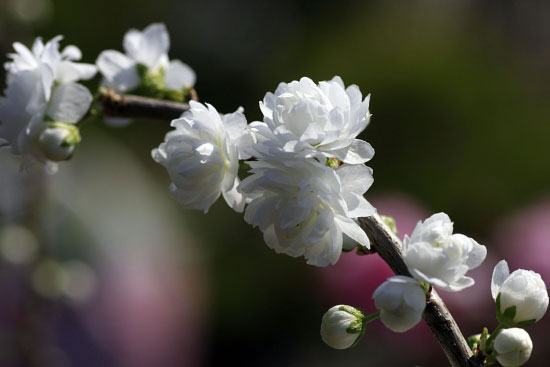 庭桜の画像