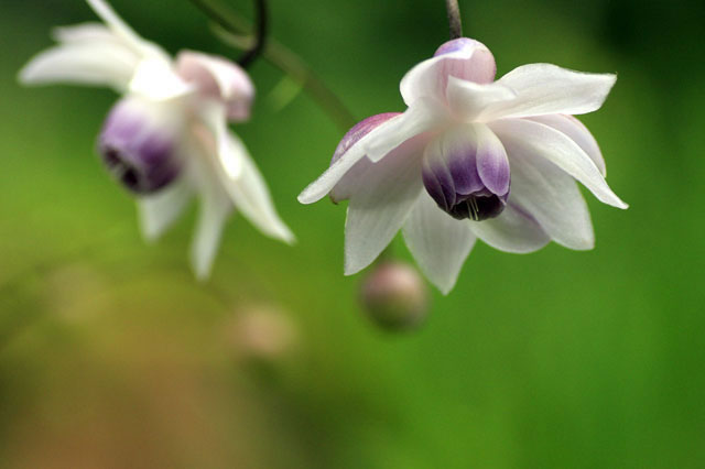 蓮華升麻 レンゲショウマ はどんな植物 Weblio辞書