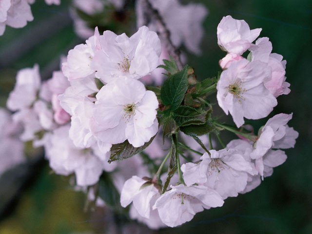 有明桜の画像