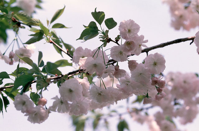 渦桜の画像