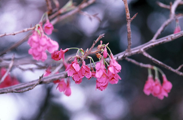 緋寒桜の画像