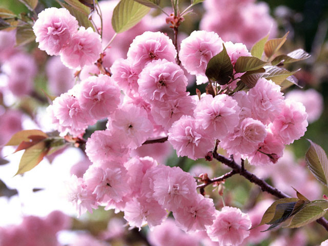 lindas flores de cerezo de sakura